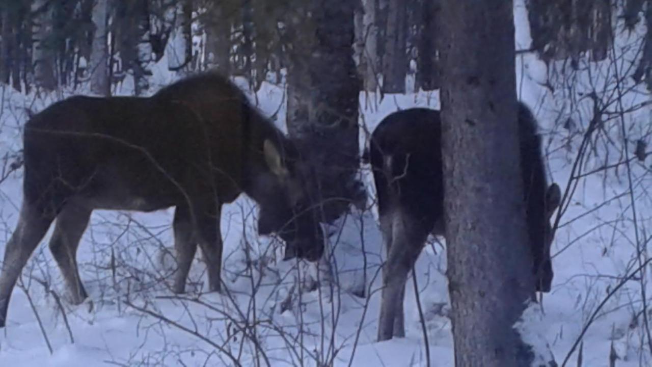 Alaska'S Northland Inn Trapper Creek Екстер'єр фото